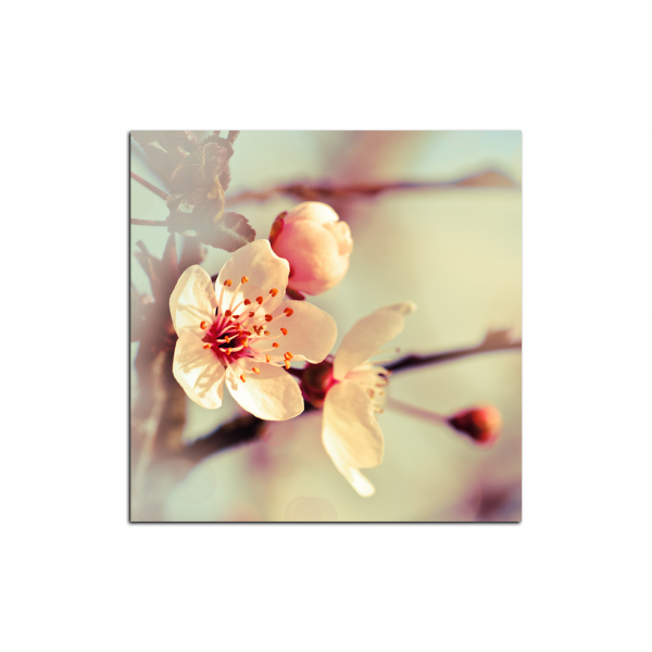 Obraz na plátně - Květ třešně - čtverec